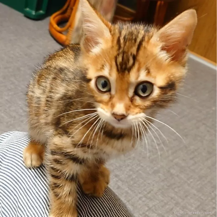 ID:2407-01112の子猫