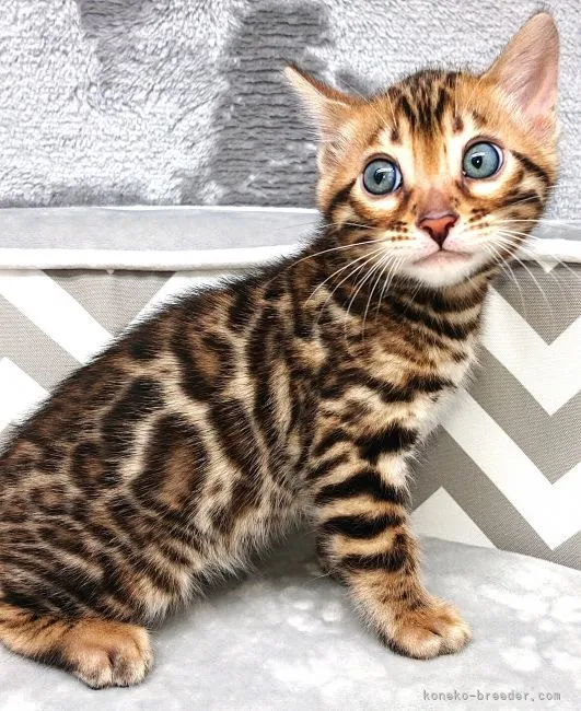 ID：2112-01205の子猫