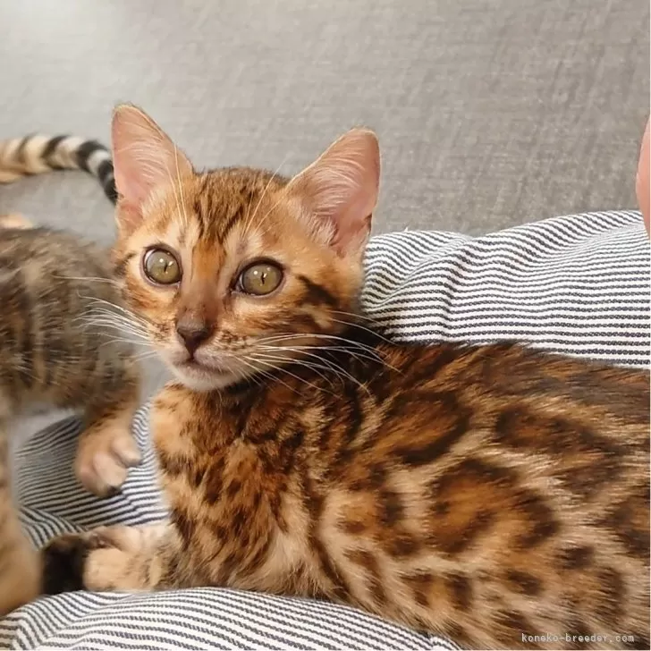 ID:2407-02641の子猫