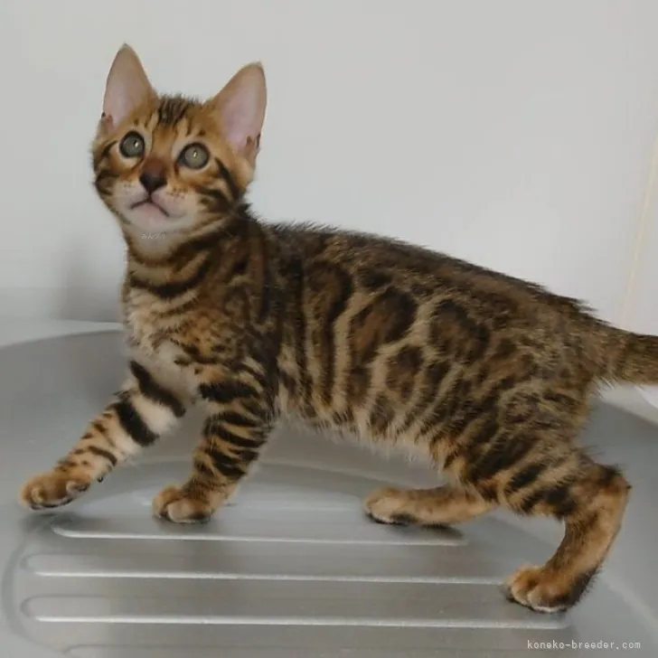 ID：2310-00533の子猫