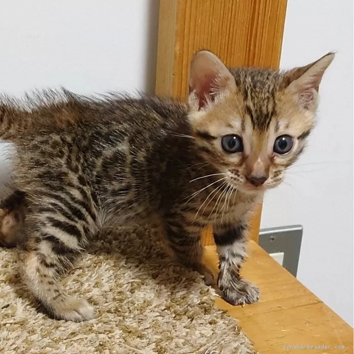 kay 様のお迎えした子猫