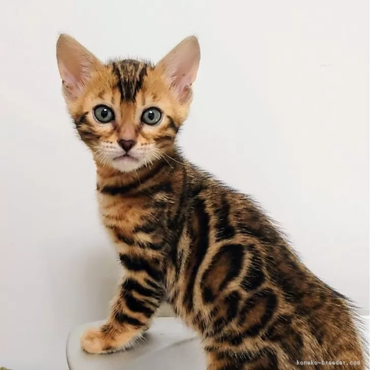 ID:2408-03114の子猫