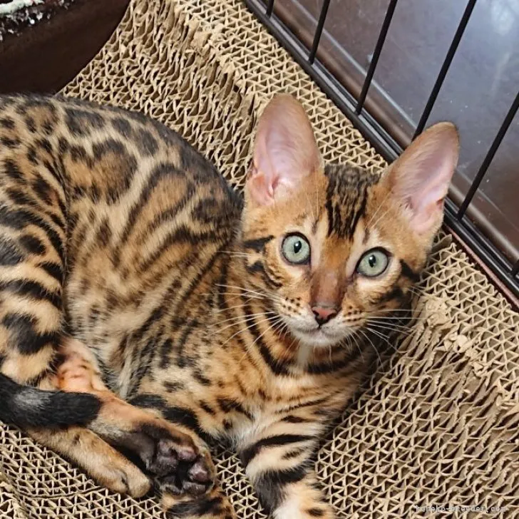 ID:2305-01591の子猫