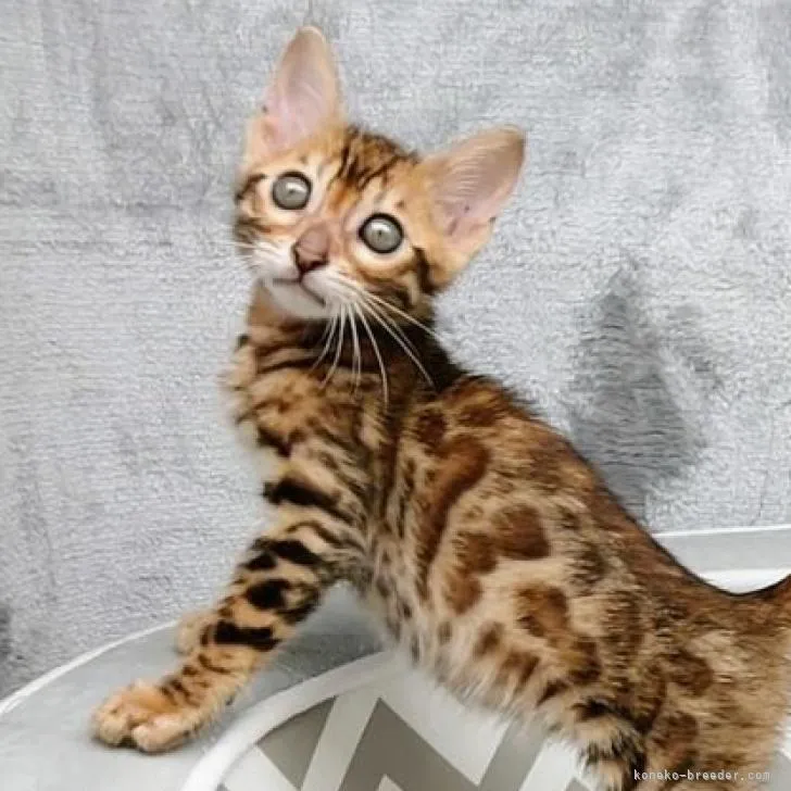 ID：2207-01427の子猫