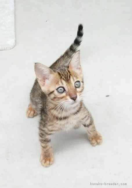 ID：2109-02734の子猫
