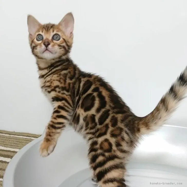 ID：2305-03319の子猫