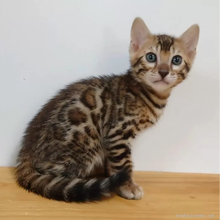 ID：2405-01286の子猫