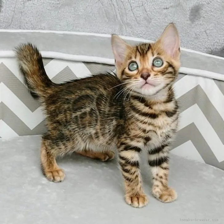 ID：2208-01015の子猫