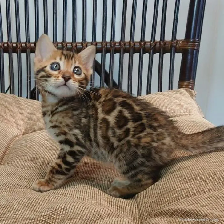 ID：2212-00955の子猫