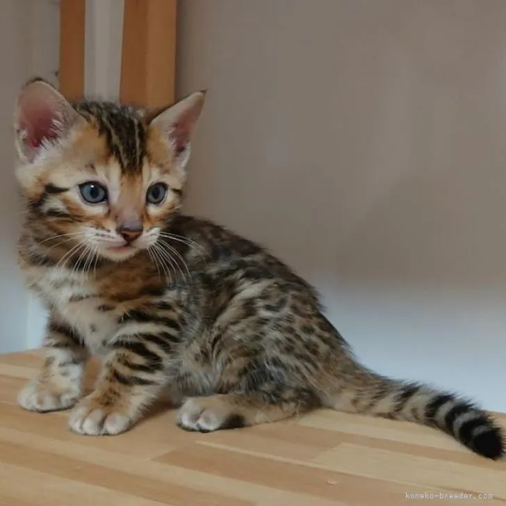 ID：2211-02474の子猫