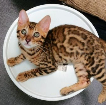 ベンガル【千葉県・男の子・2022年5月10日・ブラウンスポテッドタビー(ロゼット)】の写真「可愛い顔で甘えん坊🎵」