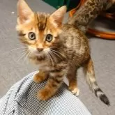 ベンガル【千葉県・女の子・2024年5月24日・ブラウンスポッテドタビー(ロゼット)】の写真2