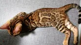 ベンガル【千葉県・男の子・2022年5月10日・ブラウンスポテッドタビー(ロゼット)】の写真5