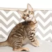 ベンガル【千葉県・男の子・2025年8月17日・ブラウンスポッテドタビー(ロゼット)】の写真3