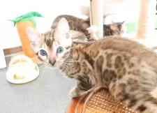 ベンガル【千葉県・男の子・2025年9月4日・ブラウンスポッテドタビー(ロゼット)】の写真3