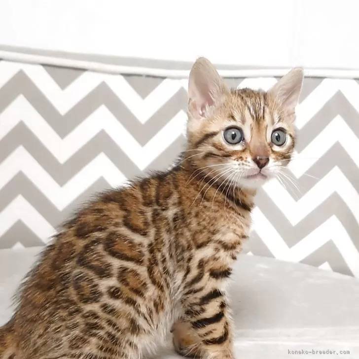 J.Y 様のお迎えした子猫