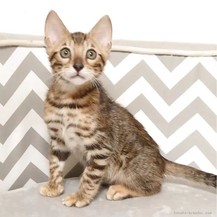 ベンガル【千葉県・男の子・2025年8月17日・ブラウンスポッテドタビー(ロゼット)】の写真1