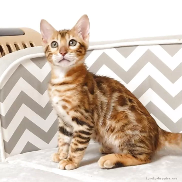 ID:2508-00652の子猫