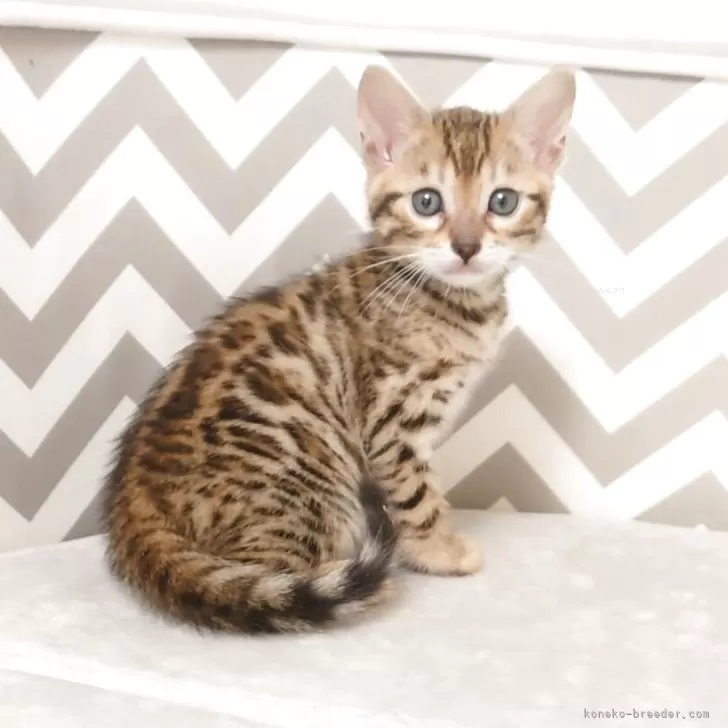 ID:2504-02550の子猫