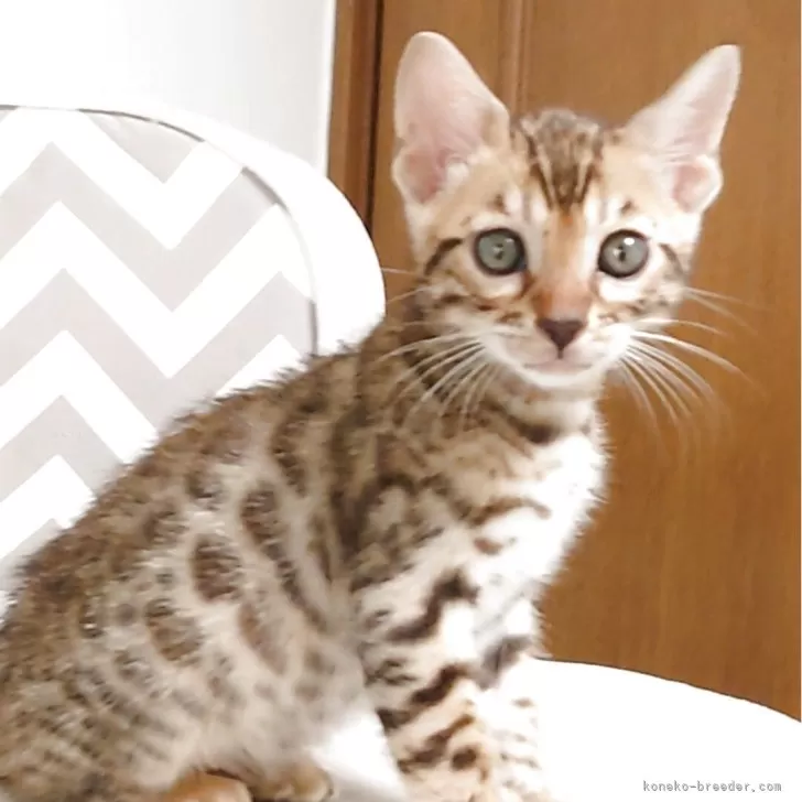 Y.E 様のお迎えした子猫