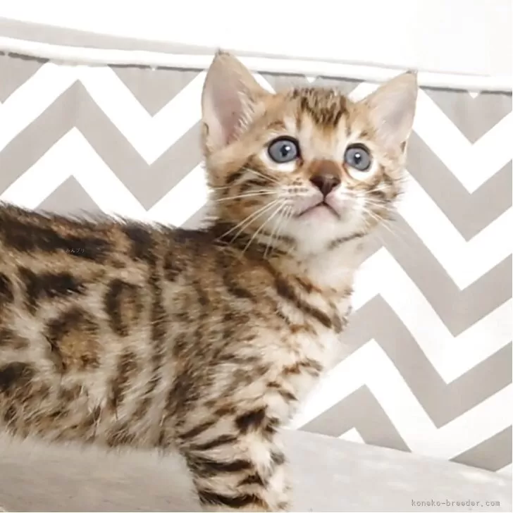 S.N 様のお迎えした子猫