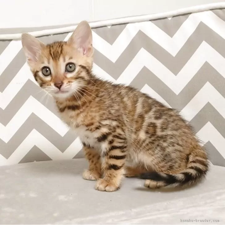 れれれ 様のお迎えした子猫