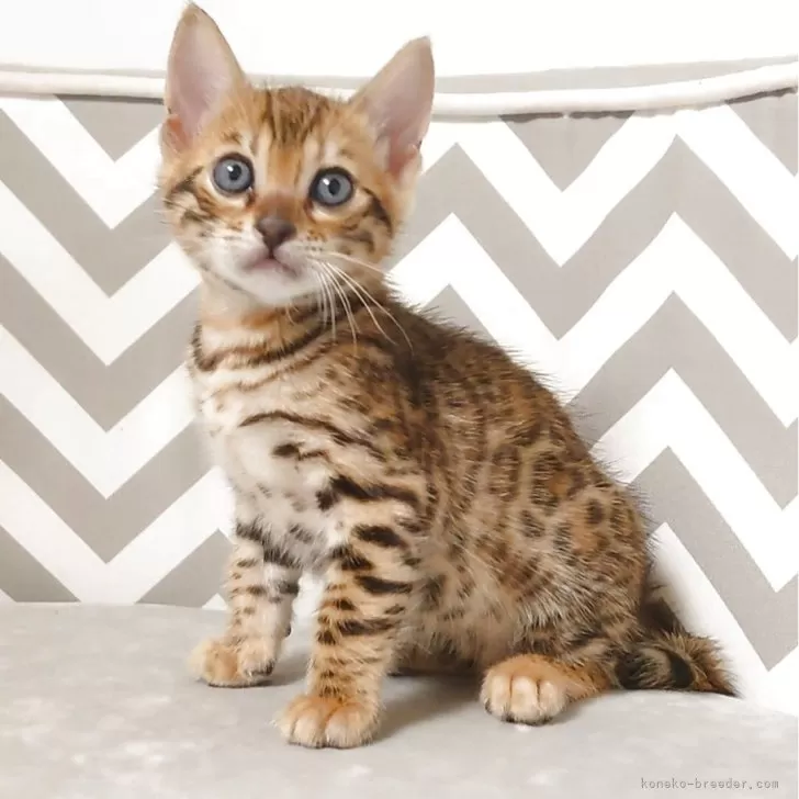 ID：2507-03414の子猫
