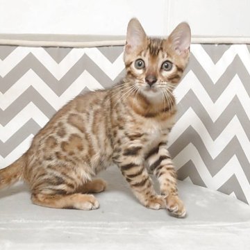 ベンガル【千葉県・男の子・2025年9月4日・ブラウンスポッテドタビー(ロゼット)】の写真「とても懐いています🎶動画参照(=^・^=)」