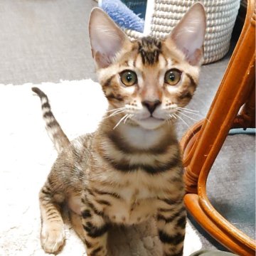 ベンガル【千葉県・男の子・2025年8月17日・ブラウンスポッテドタビー(ロゼット)】の写真「とても懐いています🎶動画参照🐾」