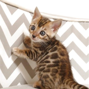 ベンガル【千葉県・女の子・2025年9月25日・ブラウンスポッテドタビー(ロゼット)】の写真「可愛い顔してます🥰」