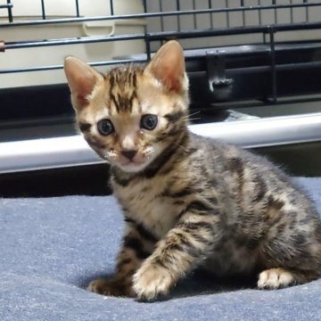 ベンガル【千葉県・女の子・2024年12月7日・ブラウンスポッテドタビー(ロゼット)】の写真「とても懐いています🎵」