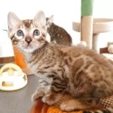 ベンガル