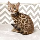 ベンガル