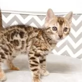 ベンガル
