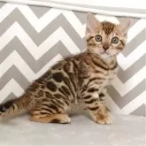 ベンガル