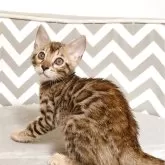 ベンガル