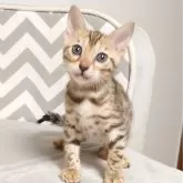 ベンガル