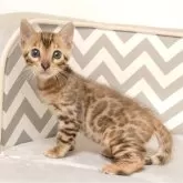 ベンガル