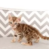 ベンガル