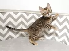 ベンガル【千葉県・男の子・2025年8月17日・ブラウンスポッテドタビー(ロゼット)】の写真11