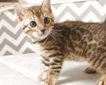 ベンガル【千葉県・男の子・2025年6月22日・ブラウンスポッテドタビー(ロゼット)】の写真7