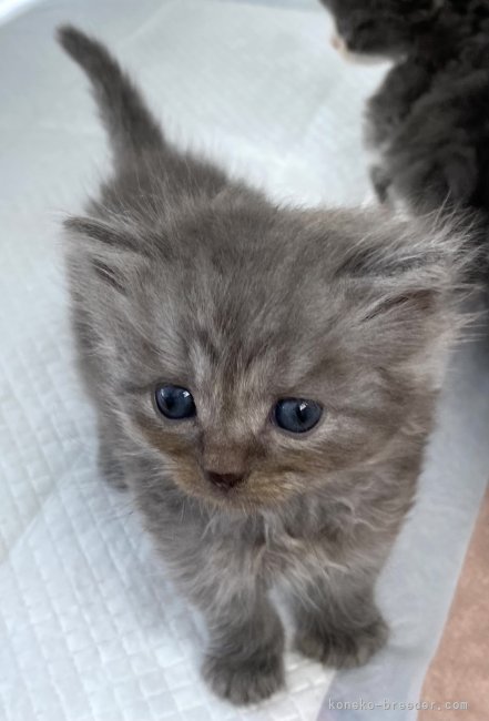 村本浩行ブリーダーのブログ：マンチカンの子猫成長中🥰