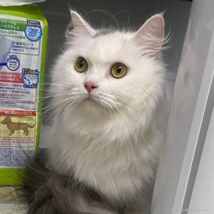 ID：2203-00870の子猫