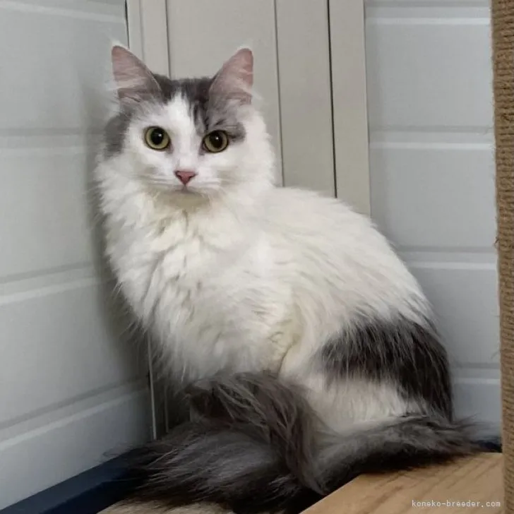 ID:2204-02588の子猫