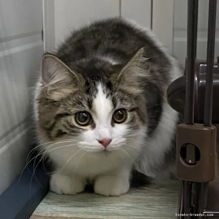 ID：2208-03024の子猫