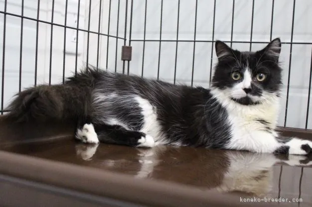 A.J 様のお迎えした子猫