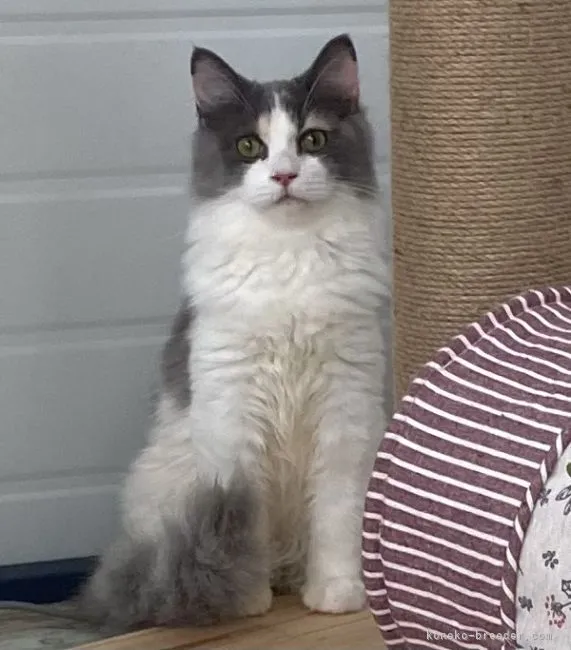 ID:2203-02336の子猫