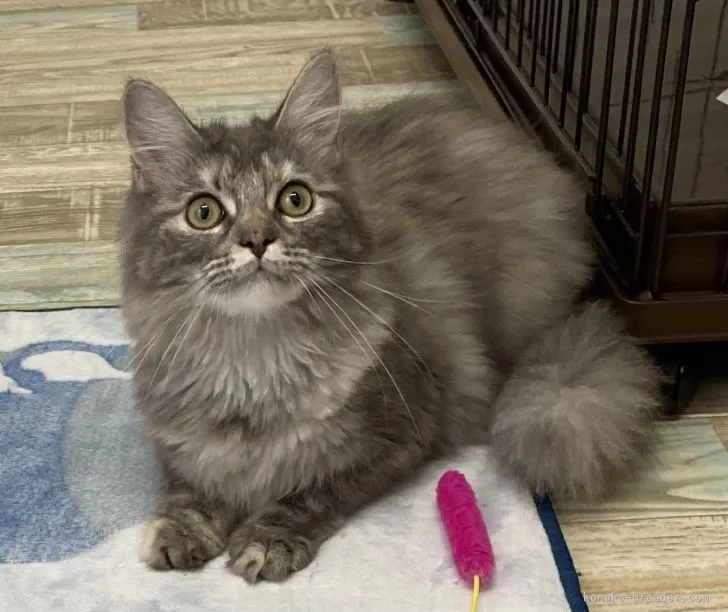 ID：2110-01830の子猫