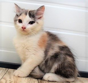 マンチカン(長足)【石川県・女の子・2021年8月2日・タイリュート】の写真「食欲く旺盛のおてんばさん❣」