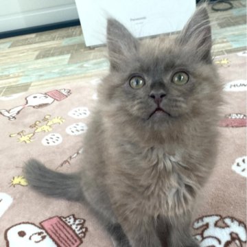 マンチカン(長足)【石川県・女の子・2023年11月24日・ブルー（長毛足長）】の写真「奇麗なブルーの女の子」